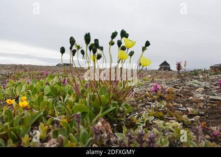 Le pavot arctique (Papaver radicatum), l'île Wrangel, mer de Tchoukotka, en Russie extrême-orient Banque D'Images