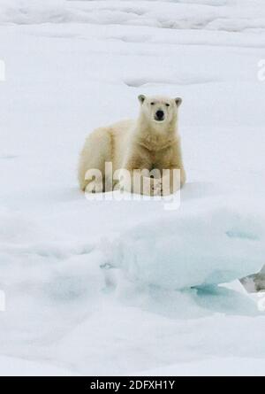 L'ours polaire sur la glace, la mer de Béring, la Russie extrême-orient Banque D'Images