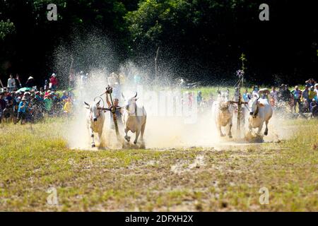 AN GIANG, VIETNAM - 28 NOVEMBRE 2020 : course d'oxen vers la destination lors d'un festival de course de boeuf. Banque D'Images