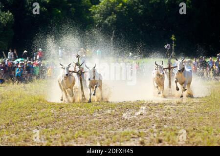 AN GIANG, VIETNAM - 28 NOVEMBRE 2020 : course d'oxen vers la destination lors d'un festival de course de boeuf. Banque D'Images