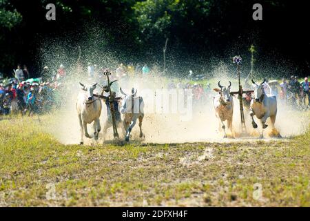 AN GIANG, VIETNAM - 28 NOVEMBRE 2020 : course d'oxen vers la destination lors d'un festival de course de boeuf. Banque D'Images