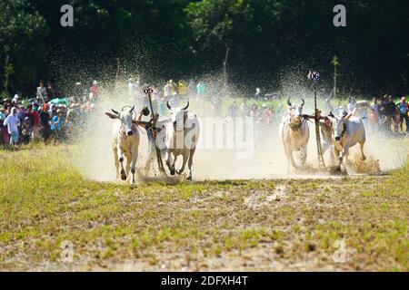 AN GIANG, VIETNAM - 28 NOVEMBRE 2020 : course d'oxen vers la destination lors d'un festival de course de boeuf. Banque D'Images