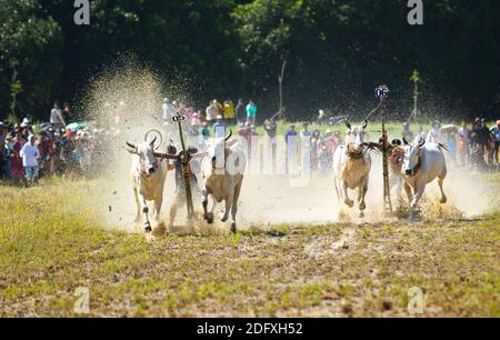 AN GIANG, VIETNAM - 28 NOVEMBRE 2020 : course d'oxen vers la destination lors d'un festival de course de boeuf. Banque D'Images