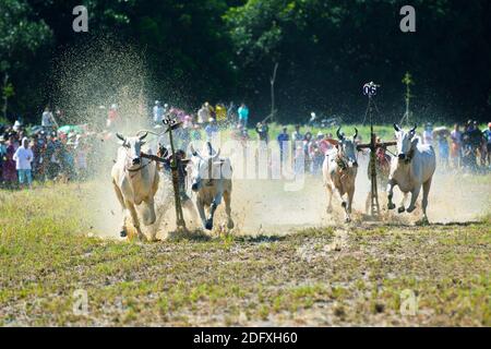 AN GIANG, VIETNAM - 28 NOVEMBRE 2020 : course d'oxen vers la destination lors d'un festival de course de boeuf. Banque D'Images