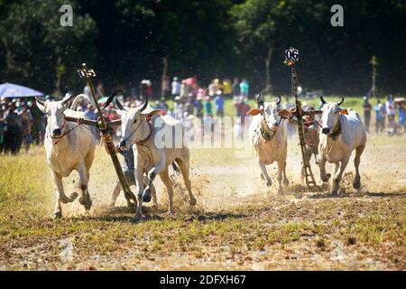 AN GIANG, VIETNAM - 28 NOVEMBRE 2020 : course d'oxen vers la destination lors d'un festival de course de boeuf. Banque D'Images