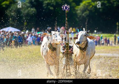 AN GIANG, VIETNAM - 28 NOVEMBRE 2020 : course d'oxen vers la destination lors d'un festival de course de boeuf. Banque D'Images