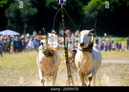 AN GIANG, VIETNAM - 28 NOVEMBRE 2020 : course d'oxen vers la destination lors d'un festival de course de boeuf. Banque D'Images