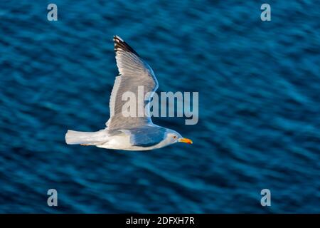 Mouette voler sur la mer de Béring, la Russie extrême-orient Banque D'Images