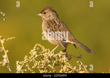 Bruant à couronne dorée (Zonotrichia atricapilla), réserve naturelle nationale Merced, Californie Banque D'Images