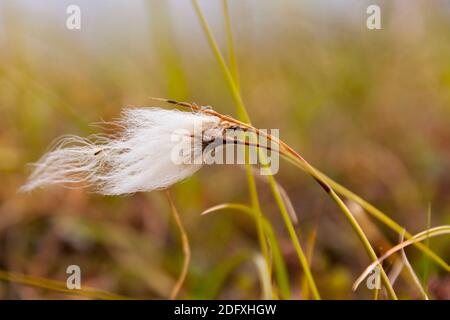 Herbe de coton arctique (Eriophorum scheuchzeri), île d'Yttygran, Russie extrême-Orient Banque D'Images