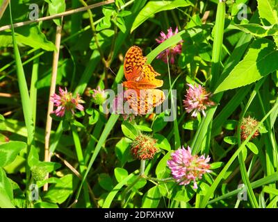 Papillon fritillaire lavé à l'argent (pephia d'Argynnis) Un papillon orange est installé sur une fleur rose en été Plantes vertes et florales sur un clos Sunny Day Banque D'Images