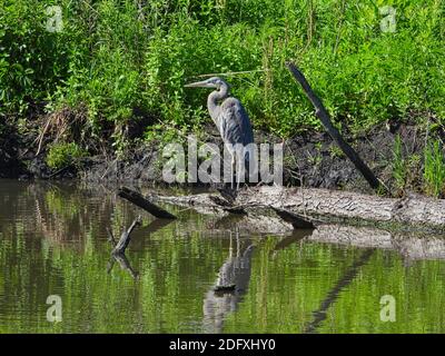 Great Blue Heron se trouve sur Dead Tree Trunk à Pond Avec réflexion dans l'eau et feuillage vert d'été en arrière-plan Un jour ensoleillé Banque D'Images