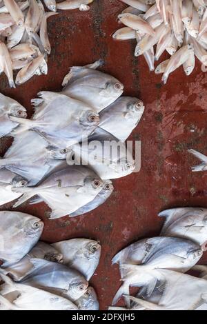 Poissons frais exposés au marché des fruits de mer de fort Kochi, en Inde. Banque D'Images