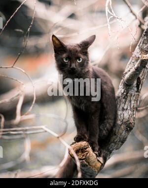 Le tigre pose sur une branche d'arbre chat domestique photographié à travers les branches, le chat regardant vers l'avant, les yeux regardent et écoutent brusquement Banque D'Images