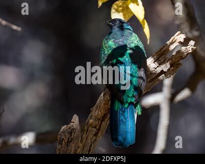 Quetzal élevé, Euptilotis neoxenus, un bel oiseau de trogon qui est rare aux États-Unis et une méga rareté pour les observateurs d'oiseaux Banque D'Images