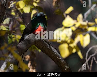 Quetzal élevé, Euptilotis neoxenus, un bel oiseau de trogon qui est rare aux États-Unis et une méga rareté pour les observateurs d'oiseaux Banque D'Images