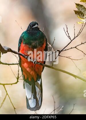 Quetzal élevé, Euptilotis neoxenus, un bel oiseau de trogon qui est rare aux États-Unis et une méga rareté pour les observateurs d'oiseaux Banque D'Images