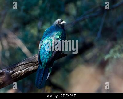 Quetzal élevé, Euptilotis neoxenus, un bel oiseau de trogon qui est rare aux États-Unis et une méga rareté pour les observateurs d'oiseaux Banque D'Images