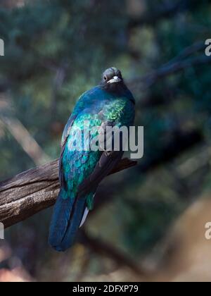 Quetzal élevé, Euptilotis neoxenus, un bel oiseau de trogon qui est rare aux États-Unis et une méga rareté pour les observateurs d'oiseaux Banque D'Images