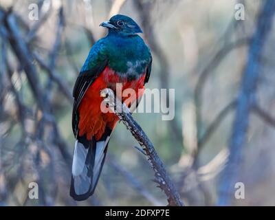 Quetzal élevé, Euptilotis neoxenus, un bel oiseau de trogon qui est rare aux États-Unis et une méga rareté pour les observateurs d'oiseaux Banque D'Images