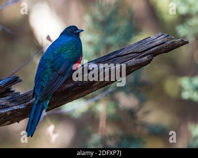 Quetzal élevé, Euptilotis neoxenus, un bel oiseau de trogon qui est rare aux États-Unis et une méga rareté pour les observateurs d'oiseaux Banque D'Images