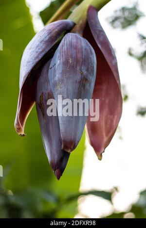 Fleur de banane rouge fleur gros plan dans la banane jardin Banque D'Images