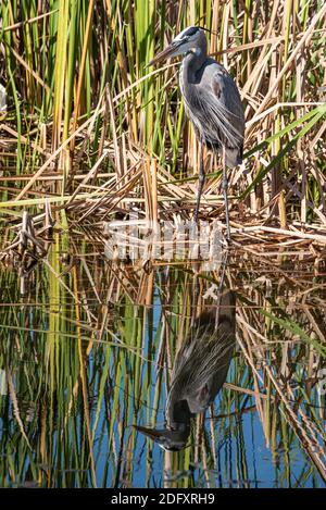 Héron bleu (herodias Ardea) au lac Apopka dans Winter Garden, Floride. (ÉTATS-UNIS) Banque D'Images