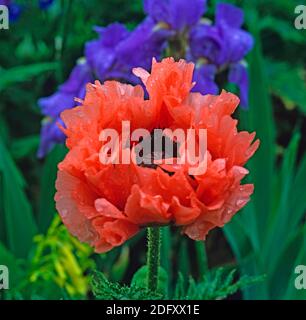 Papaver orientale «Effendi» Banque D'Images