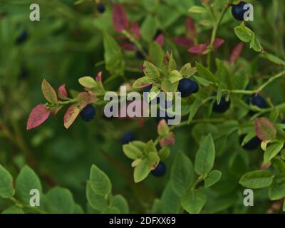 Vue rapprochée de la brousse de myrtille (vaccinium myrtillus, myrtille) avec baies bleues et feuilles vertes sur l'île de Hinnøya, Vesterålen, Norvège. Banque D'Images