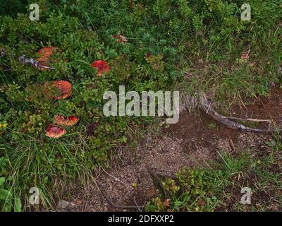 Bouquet de champignons agariques de mouche toxiques (amanita muscaria) avec des points rouges et blancs entre les buissons en plus du chemin de randonnée dans la forêt près de Digermulen. Banque D'Images