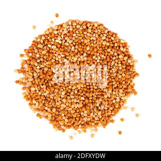 Millet isolé sur fond blanc. Graines de mil non pelées. Vue de dessus. Banque D'Images