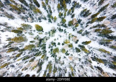 Image aérienne du sommet des pins de montagne enneigés au milieu de l'hiver. Vue du dessus, vue aérienne, Banque D'Images