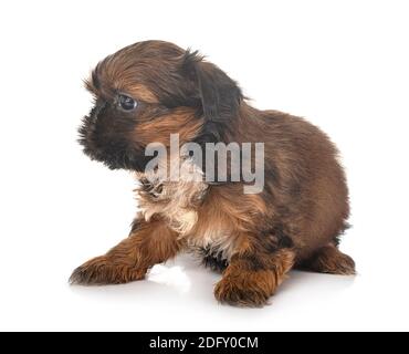 Puppy Shih Tzu devant un fond blanc Banque D'Images