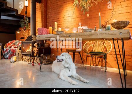 Portrait d'un chien mignon couché sous la table à Intérieur joliment décoré pour les vacances du nouvel an Banque D'Images