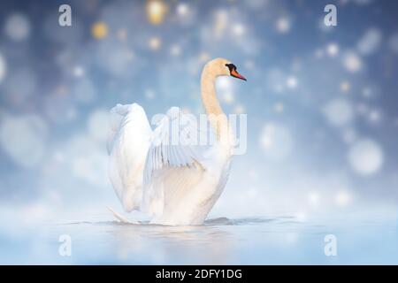 Elégant cygne blanc éclaboussant dans le fleuve sur fond de brume Banque D'Images