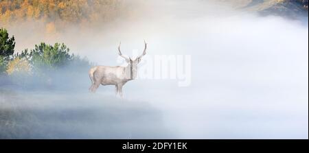 Gros plan cerf sur fond de montagne avec brouillard en automne heure Banque D'Images