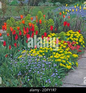 Frontière de tulipes colorées et Euphorbia polychroma à Great Dixter Banque D'Images