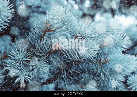 Arrière-plan hivernal neigeux avec branches de sapin d'hiver bleues sous des flocons de neige en chute. Branches de pin d'hiver bleu sous la neige tombant d'hiver Banque D'Images