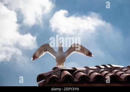 Seagull debout sur un toit carrelé d'un bâtiment Banque D'Images