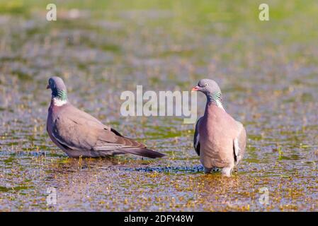 Pigeon de bois sauvage ou Palumbus de Columba dans l'eau de l'étang. Banque D'Images