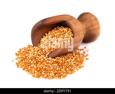 Millet dans une pelle en bois, isolé sur fond blanc. Graines de mil non pelées. Banque D'Images