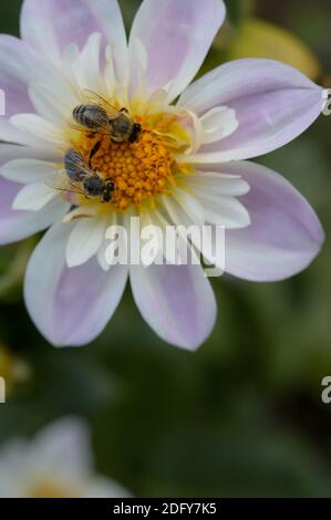 Deux abeilles sur un Dahlia 'Teesbrooke Audrey', gros plan, vue de dessus, rose pastel et blanc dahlia jardin fleur avec une paire d'abeilles. Banque D'Images