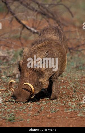 Warthog, phacochoerus aethiopicus, mâle avec défenses longues, Kenya Banque D'Images