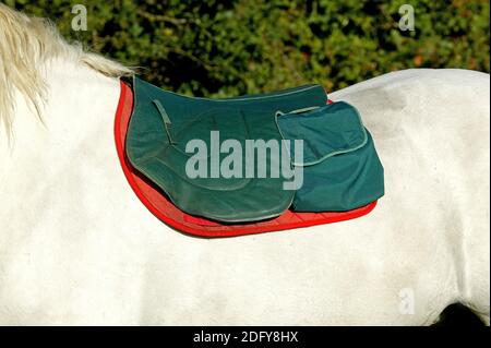 Percheron Horse avec un tapis de selle sur le dos Banque D'Images