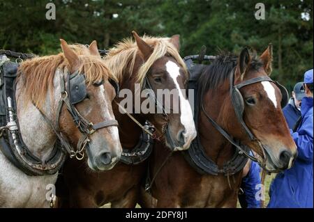 Drafthorse Belge Brabant, faisceau Banque D'Images