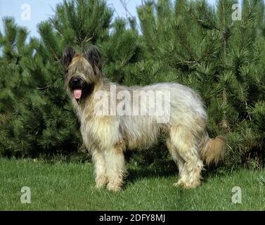 Chien de Briard debout sur l'herbe (Old Standard Breed with Cut Ears) Banque D'Images