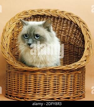 Blue Colorpoint Perse domestique chat, adulte assis dans le panier Banque D'Images