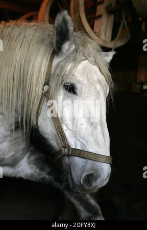 Percheron Horse avec Halter, un cheval de France Banque D'Images
