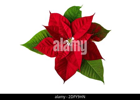 La veille de Noël Poinsettia flower isolated on white. Flor de Pascua. Red Euphorbia pulcherrima plante. Banque D'Images