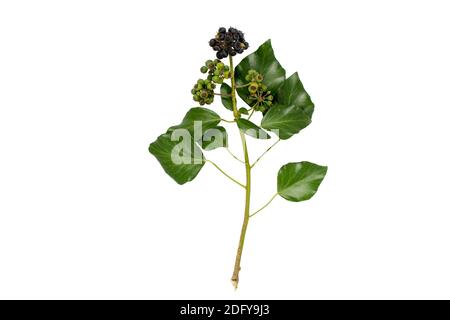 Branche d'Ivy avec feuilles et baies isolées sur blanc. Usine Hedera Helix. Banque D'Images